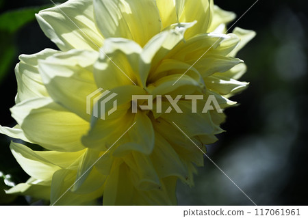 Dahlia 117061961