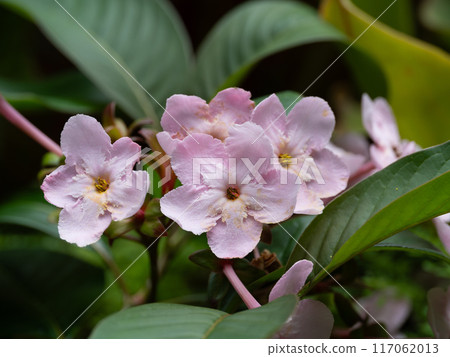 The fragrant Assam cherry blossoms The fragrant Assam cherry blossoms 117062013