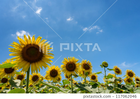 具有夏日天空和半背光複製空間的向日葵花 具有夏日天空和半背光複製空間的向日葵花 117062046