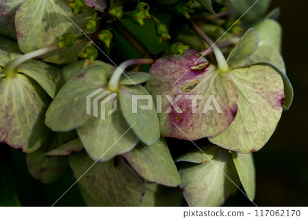 The Last Hydrangea 117062170