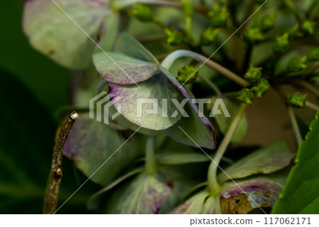 最後的繡球花 最後的繡球花 117062171