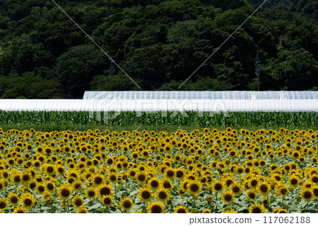 夏天風景與向日葵 117062188