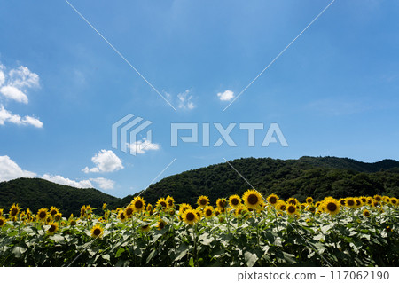 夏天風景與向日葵 117062190