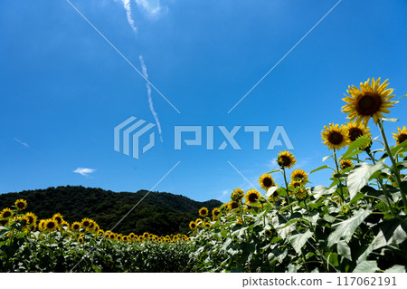 夏天風景與向日葵 117062191