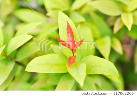 christina or aglaonema christina plant or orange leaf christina or aglaonema christina plant or orange leaf 117062206