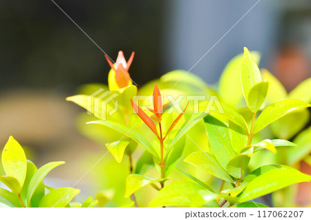 christina or aglaonema christina plant or orange leaf christina or aglaonema christina plant or orange leaf 117062207
