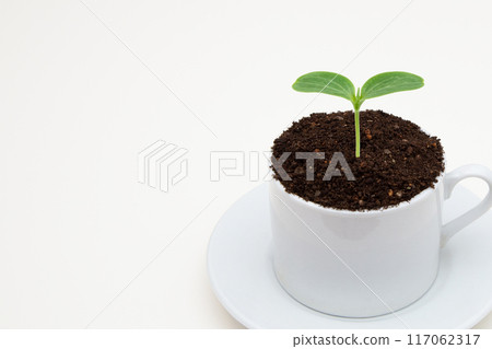 Sprouts and copy space Sprouts and copy space 117062317