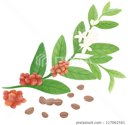 Coffee branch Coffee branch 117062581