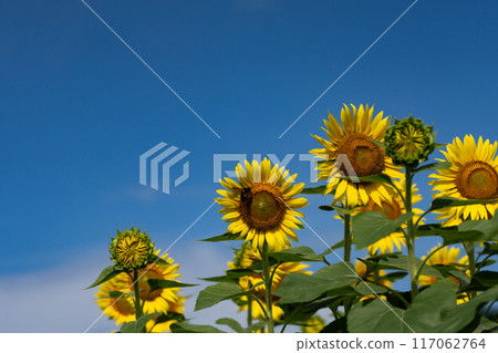 Summer sky copy space and sunflower field Summer sky copy space and sunflower field 117062764