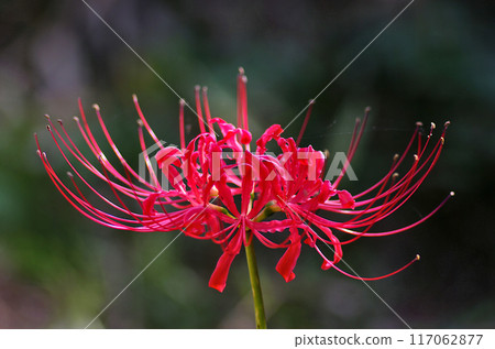 red spider lily red spider lily 117062877