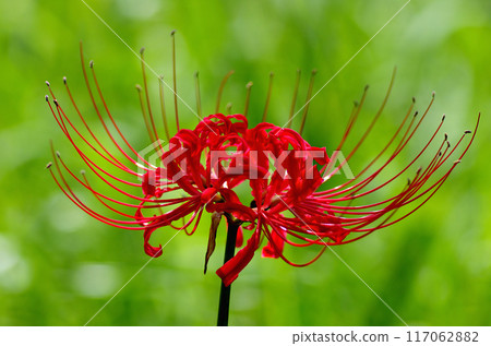 red spider lily 117062882
