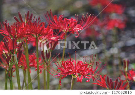 red spider lily red spider lily 117062910