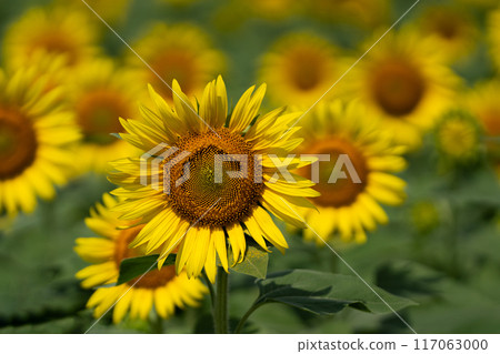 Image of a sunflower field in full bloom and midsummer 117063000