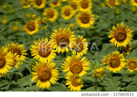 盛開的向日葵田與盛夏的形象 117063015