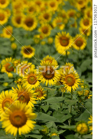 Image of a sunflower field in full bloom and midsummer Image of a sunflower field in full bloom and midsummer 117063017