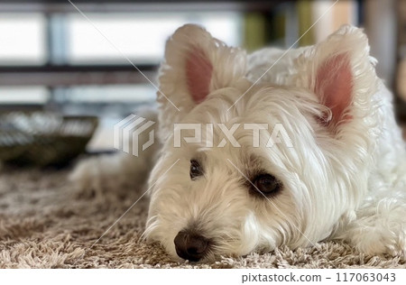 West Highland White Terrier observing the owner's behavior West Highland White Terrier observing the owner's behavior 117063043