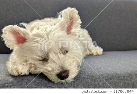 West Highland White Terrier taking a nap on the sofa West Highland White Terrier taking a nap on the sofa 117063044