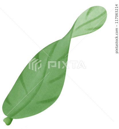 green leaf isolated 117063214