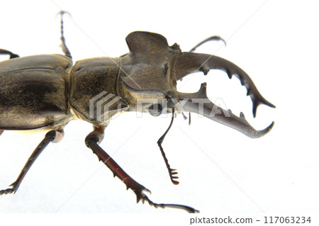Profile of a stag beetle 117063234