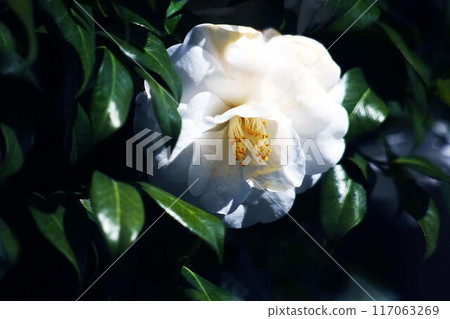 Camellia Temari Tsubaki white flowers Camellia Temari Tsubaki white flowers 117063269