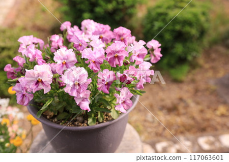 粉紅紫羅蘭 117063601