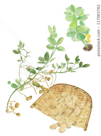 A set of watercolor illustrations of peanut flowers and fruits [hand-drawn] on a white background, transparent background, copy space available 117063762