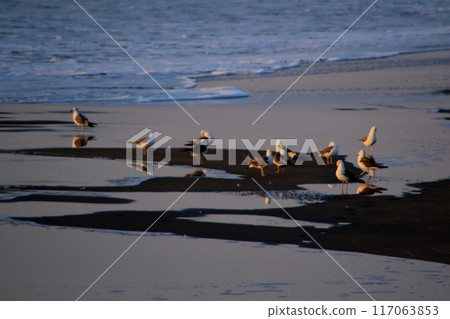 Small birds playing on the beach in summer Small birds playing on the beach in summer 117063853