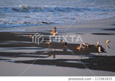 夏天沙灘上玩耍的小鳥 夏天沙灘上玩耍的小鳥 117063855