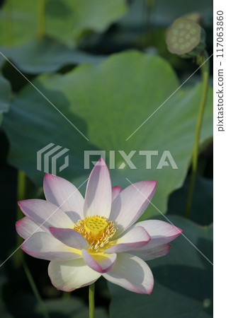Lotus in Japan 117063860