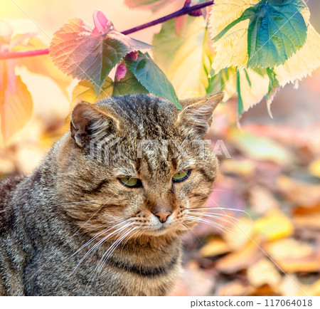 The cat sits in the garden near the vine 117064018