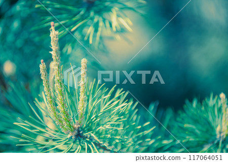 Young shoots of pine branches. Nature background in trendy green color Young shoots of pine branches. Nature background in trendy green color 117064051