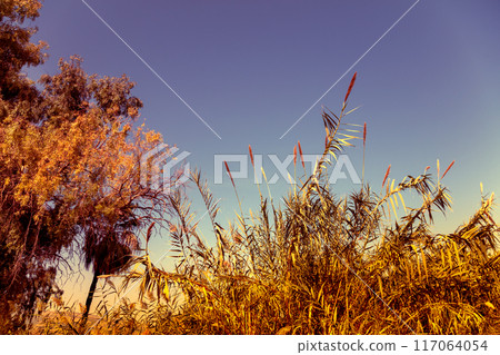 Reed on the lake. Magical serenity sunset over the lake. Rural landscape. Beautiful wild nature Reed on the lake. Magical serenity sunset over the lake. Rural landscape. Beautiful wild nature 117064054