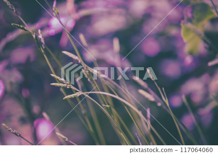 Young shoots of lavender. Flowering Lavender field in summer Young shoots of lavender. Flowering Lavender field in summer 117064060