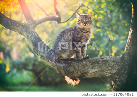 Cat sitting on an apple tree branch in the garden Cat sitting on an apple tree branch in the garden 117064081
