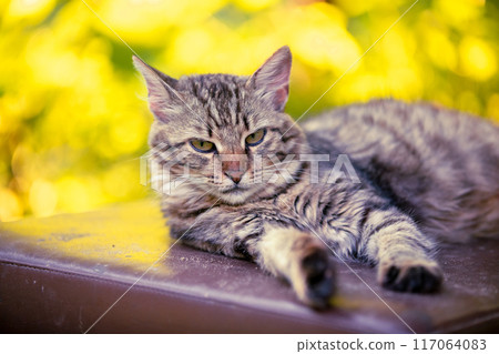 Portrait of a cute cat outdoors. Funny cat lying in the yard in autumn 117064083