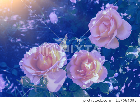 Vintage Rose bush in the garden. Floral nature background 117064093