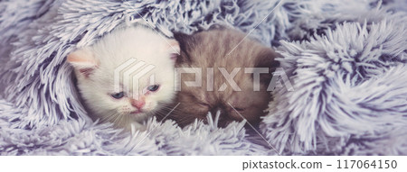 Two funny little kittens peeking out from under the soft warm fluffy blanket. Horizontal banner 117064150