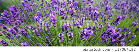 Blossoming lavender field. Nature background. Horizontal banner Blossoming lavender field. Nature background. Horizontal banner 117064188