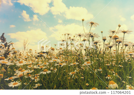 flowering field with chamomile flowers. beautiful nature flowers background 117064201
