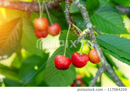 Cherry tree branch with ripe berries 117064209