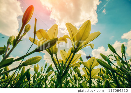 Nature flower background. Flowering white lilies against sky 117064210