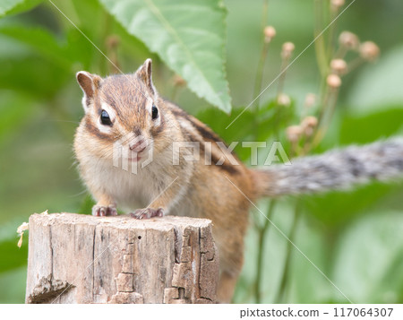 花栗鼠在樹上看起來很驚訝 花栗鼠在樹上看起來很驚訝 117064307