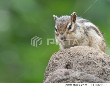 花栗鼠盯著某物 117064308