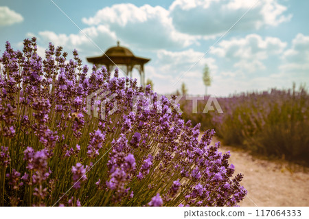 Blooming lavender field with beautiful cloudy sky Blooming lavender field with beautiful cloudy sky 117064333