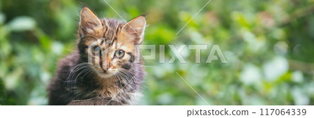 Little kitten sitting in the summer garden. Horizontal banner 117064339