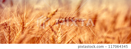 Golden wheat field at sunset. Beautiful nature. Horizontal banner Golden wheat field at sunset. Beautiful nature. Horizontal banner 117064345