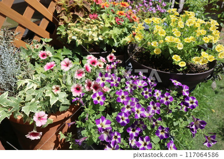 夏季花卉,花壇種植在一起 夏季花卉,花壇種植在一起 117064586