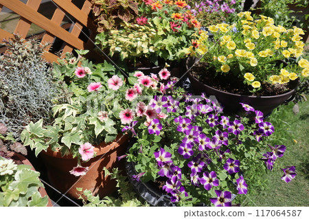 夏季花卉,花壇種植在一起 夏季花卉,花壇種植在一起 117064587