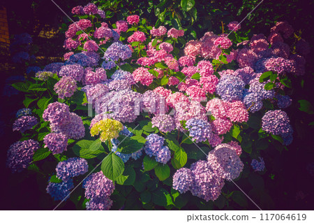 Multicolor Hidrangea bush in a garden 117064619