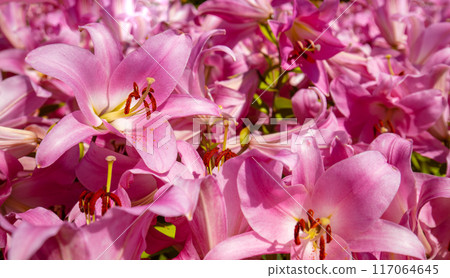 Nature flower background. Flowering pink lilies. Nature flower background. Flowering pink lilies. 117064645